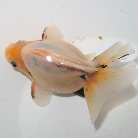 フルタニ金魚倶楽部