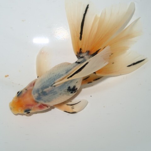 商品一覧 | フルタニ金魚倶楽部