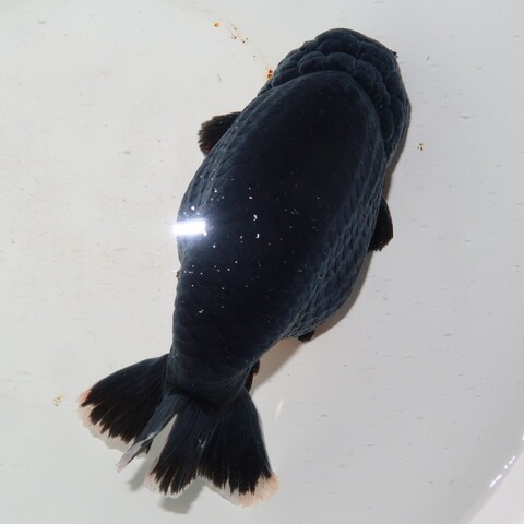 金魚の商品一覧 | フルタニ金魚倶楽部