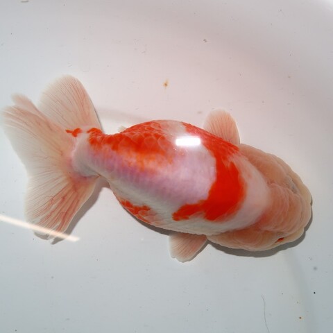 希少中国微墨　2種　猿　金魚 商品一覧 | フルタニ金魚倶楽部