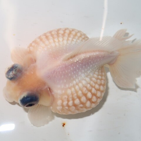 ありあアラシャン瑪瑙　金魚パーツ　2-31 金魚の商品一覧 | フルタニ金魚倶楽部