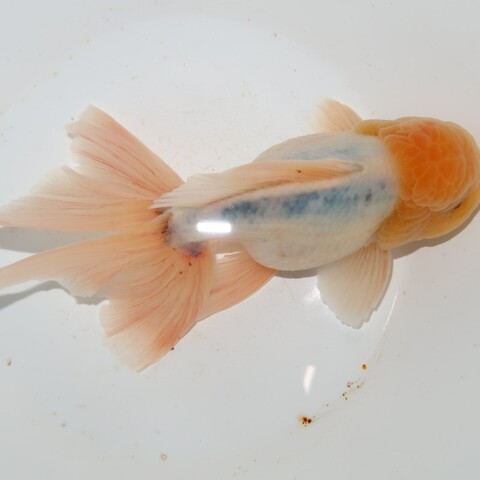 金魚の商品一覧 | フルタニ金魚倶楽部
