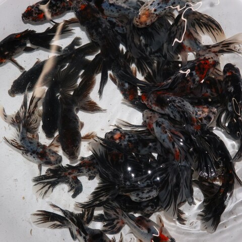 金魚の商品一覧 | フルタニ金魚倶楽部