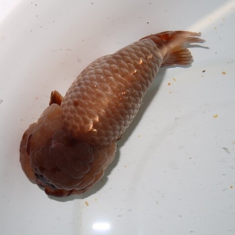 商品一覧 | フルタニ金魚倶楽部