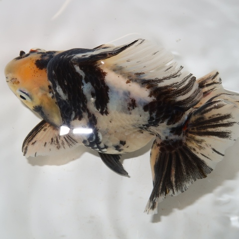 商品一覧 | フルタニ金魚倶楽部