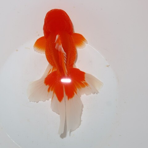 フルタニ金魚倶楽部