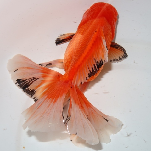 商品一覧 | フルタニ金魚倶楽部