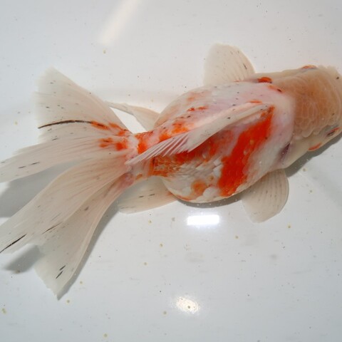 商品一覧 | フルタニ金魚倶楽部