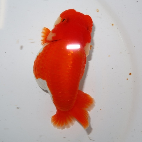 フルタニ金魚倶楽部