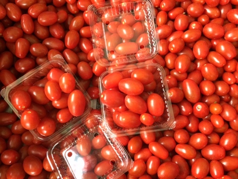 TOMATOセット1000　（クール料込）