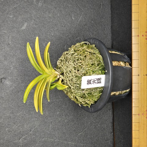 富貴蘭　黒鷺 富貴蘭 大分産「黒潮」の開花！ | 豊の国の翁