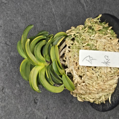 商品一覧 - 蘭楽舎Webショッピング