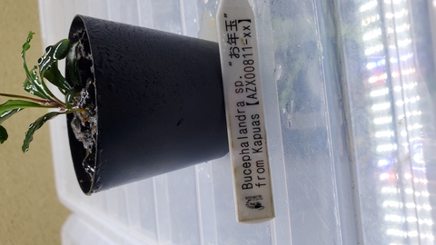 ルージュ】Bucephalandra sp. Kudangan set ルージュ】Bucephalandra