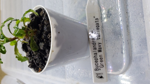 Bucephalandra sp. Variegata Hn:福袋CAKUMI Bucephalandra sp. Variegata Hn:福袋CAKUMI 一点物