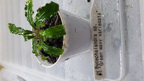 Bucephalandra sp. Variegata Hn:福袋CAKUMI Bucephalandra sp