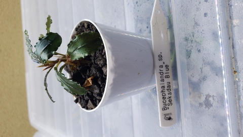 アクアリウムショップグロリアス 販売ページ