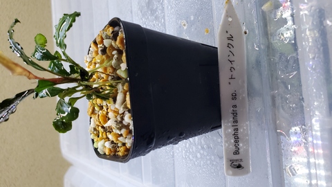 【 HW便】Bucephalandraセット② 激アツ！！】ブセファランドラ入荷！！ | ヤドク＆パルダリウ部