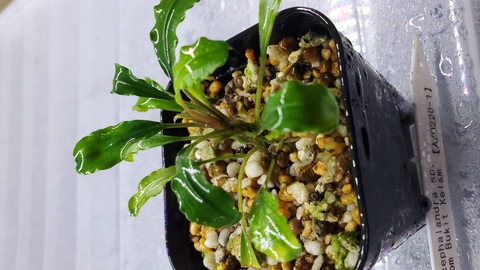 【 HW便】Bucephalandraセット② 一点物 Bucephalandra sp. White Variegated 2020.10 No.61 | 水草