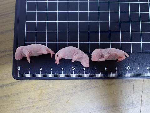 冷凍エサの商品一覧 | 爬虫類倶楽部 冷凍マウスの商品一覧
