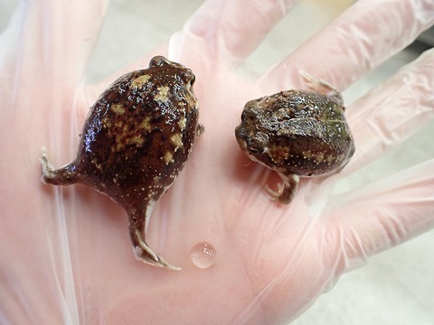 未分類の商品一覧 | 爬虫類倶楽部