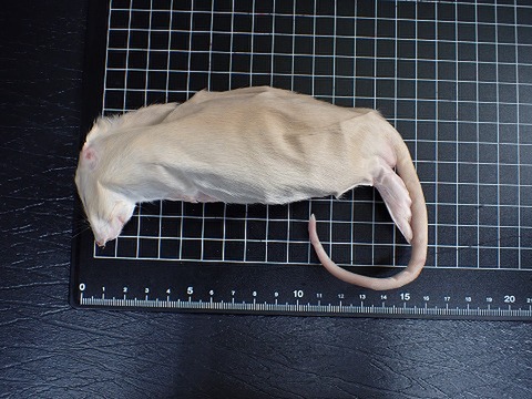 冷凍ラット アダルトMサイズ（1匹）『冷凍品の為送料＋216円かかります』