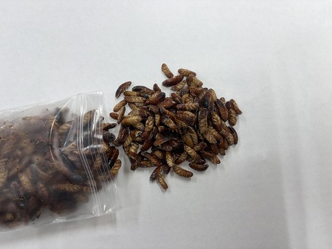 冷凍エサの商品一覧 | 爬虫類倶楽部