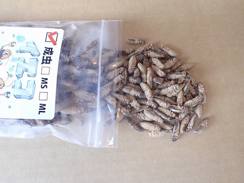 商品一覧 | 爬虫類倶楽部