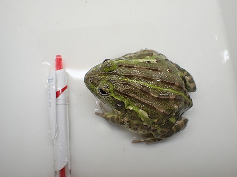 アフリカウシガエル