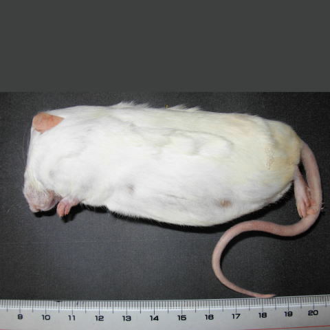 冷凍エサの商品一覧 | 爬虫類倶楽部 冷凍マウスの商品一覧 | 爬虫類倶楽部