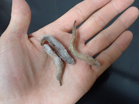 冷凍エサの商品一覧 | 爬虫類倶楽部 冷凍その他の商品一覧