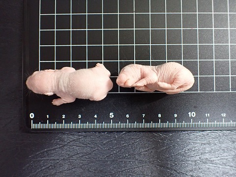 冷凍ピンクラット（4匹入り）『冷凍品の為送料＋216円かかります』