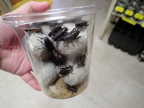 商品一覧 | 爬虫類倶楽部