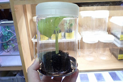 爬虫類ケージの商品一覧 | 爬虫類倶楽部