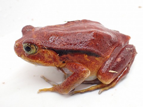 サビトマトガエル“レッド”　“Ｌサイズ”