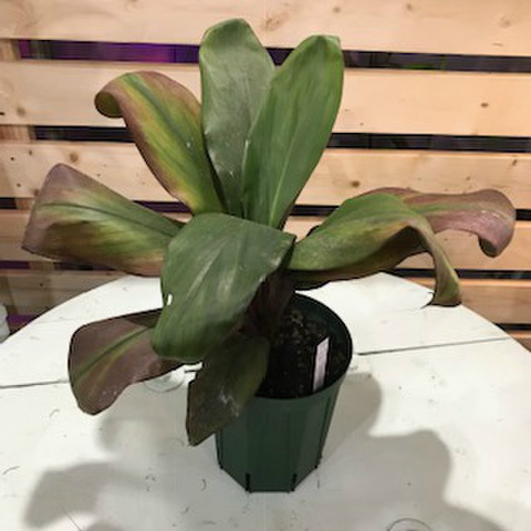 【１点モノ・希少種】ティーリーフの木　Ti Plant 'Salvador Dali'  5号ロングスリット鉢（とても希少なブラウン葉品種）