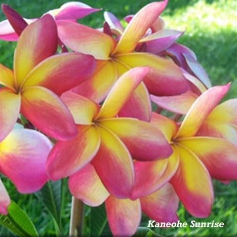 【特別SALE・通常価格の２０％オフ】鉢植えプルメリア 'Kaneohe Sunrise' 苗木（4号鉢）