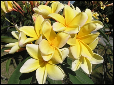 【国産カット苗】３本限定！ メキシコ生まれの芳香性巨大輪プルメリア 'Aztec Gold' カット苗 （発根促進処理済み苗をお届け）