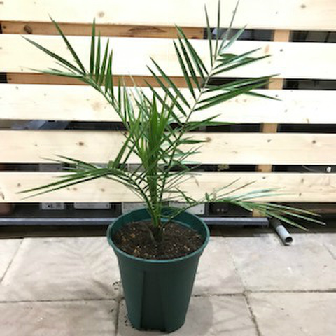 【耐寒性のヤシ】カナリーヤシ Canary Palm  7号ロングスリット鉢（耐寒性-5℃）南国のお庭造りにもオススメ！