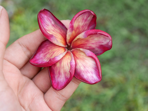 限定1鉢・ユニークな花を咲かせるプルメリア 'Red Orange'   SJプレミアム品種カット苗由来の接ぎ木苗（越冬株・4号ポット）