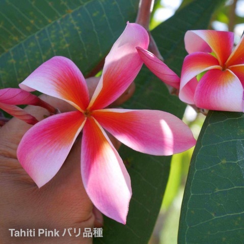 【特別SALE! 通常価格の20% OFF】幻のプルメリア 'Tahiti Pink' 苗木（接木苗・3.5号鉢）・世界的に希少なバリ島品種　【1鉢限定】