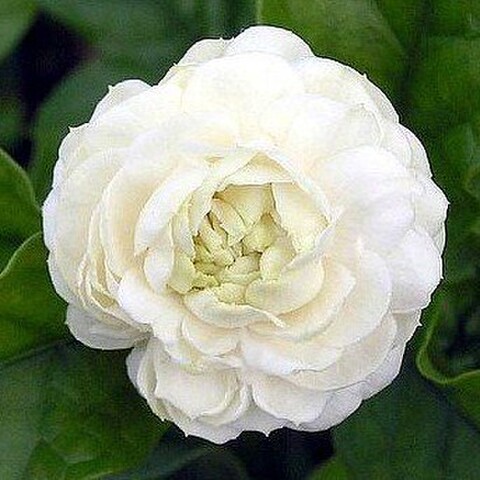 【超巨大輪】とても香りがよくゴージャスな花を咲かせるピカケジャスミン（牡丹咲き系） 4号ポット苗