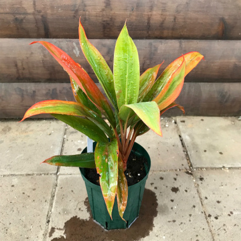 【希少種・鉢限定】ティーリーフの木　Ti Plant　'Koo' Lau'  5号ロングスリット鉢