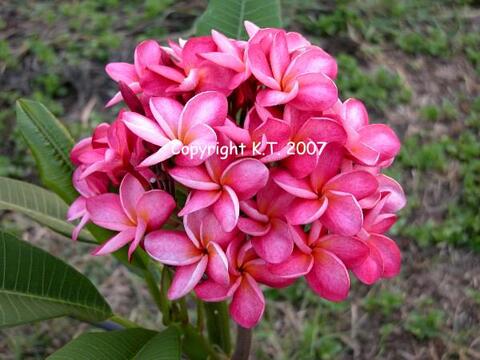 【特別SALE・通常価格の20%オフ】クキアット博士の幻のプルメリア ‘‘Hydrangea’ ５号接ぎ木苗　●入手困難品種【1鉢限定】