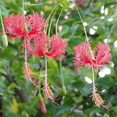 【ハワイ固有種】ザンジバル原産の原種ハイビスカス Schizopetalus 'Japanese Lantern' 3号ポット苗
