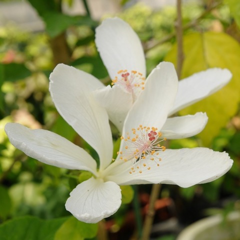 【ハワイ固有種】希少なモロカイ島の原種ハイビスカス 'Immaculatus' 3号ポット苗