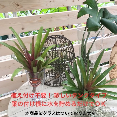 【希少種】タンクタイプのエアプランツ Tillandsia Somnians (Mサイズ) 