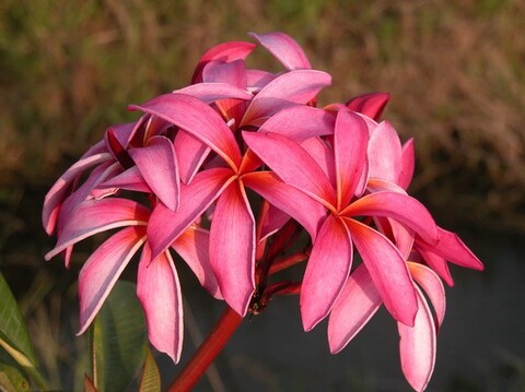 【国産カット苗】1本限定！ 巨大リンのハワイ系プルメリア 'Spider Pink' カット苗 （発根促進処理済み苗をお届け）