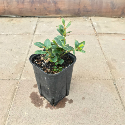 【ハワイの固有種】オヒアレフア Ohia Lehua  3.5号ロングスリット鉢