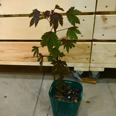 【食用にもなる赤葉品種】ハワイで栽培されているハイビスカス 'Red Leaf Hibiscus' 4号スリットポット苗