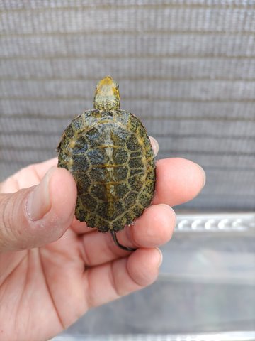 爬虫類・カメの商品一覧 | カメサワ